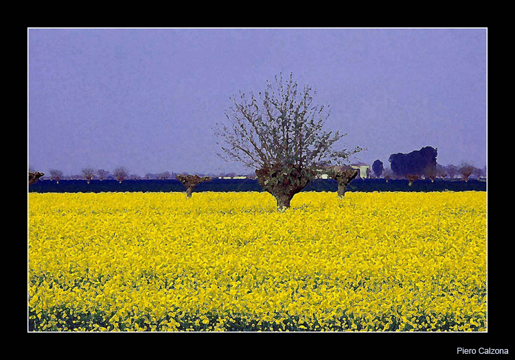 Yellow Field