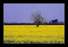 Yellow Field