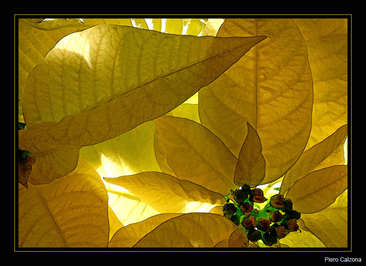 Leaves of Light